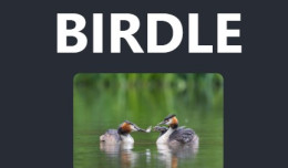 Birdle Game